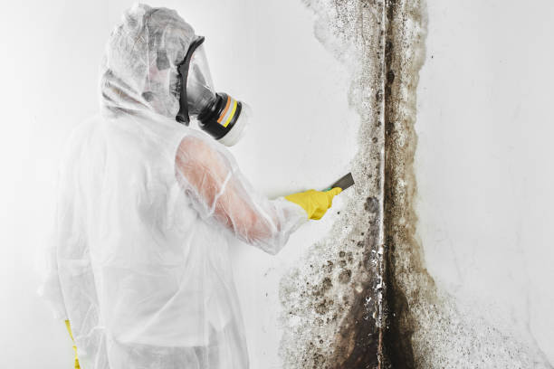 Best Insurance-Related Mold Remediation in Guerneville, CA