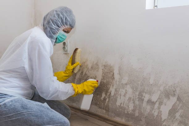Best Black Mold Remediation in Guerneville, CA