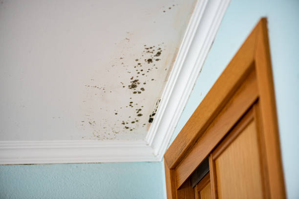 Best Residential Mold Remediation in Guerneville, CA