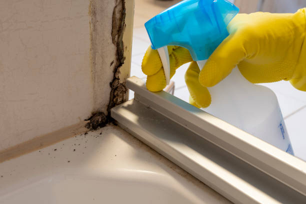 Best Commercial Mold Remediation in Guerneville, CA