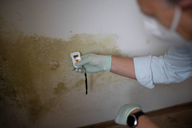 Best Basement Mold Remediation in Guerneville, CA