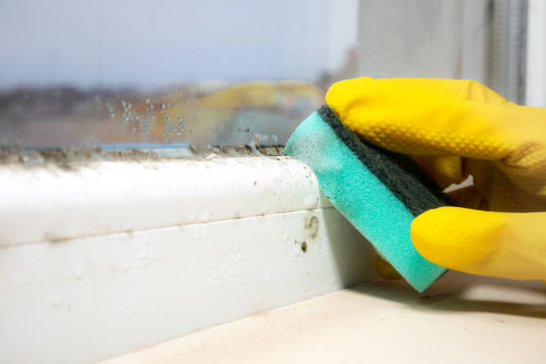 Trusted Guerneville, CA Mold Remediation Experts