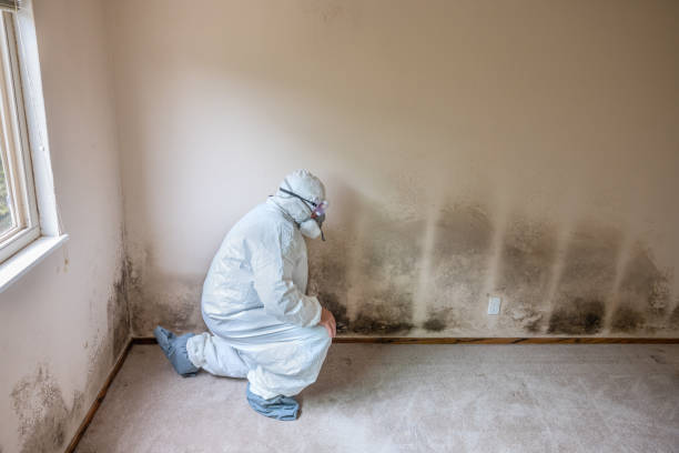 Best HVAC Mold Remediation in Guerneville, CA